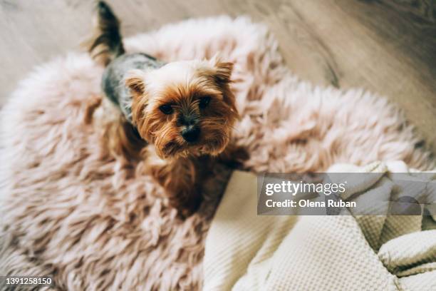 yorkshire terrier sitting on furry carpet. - laminat stock-fotos und bilder