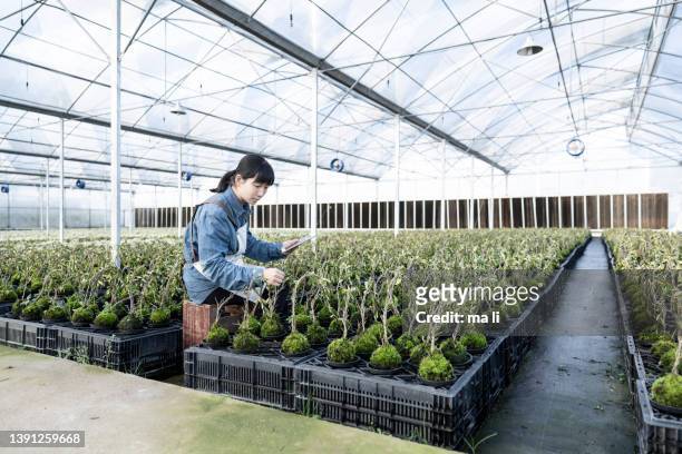 una botanica asiatica utilizza un tablet per gestire scientificamente le piante verdi nella sua serra. - bonsai tree foto e immagini stock