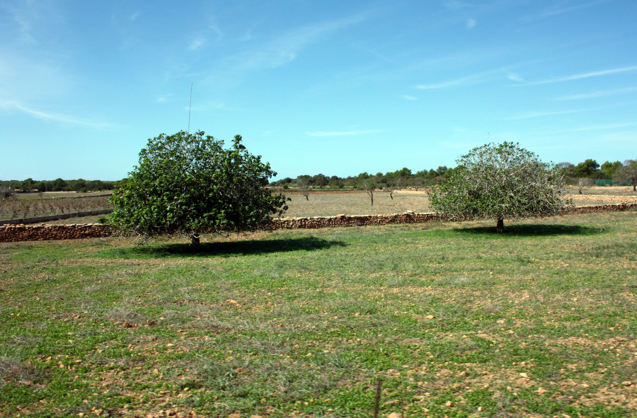 ibiza garden