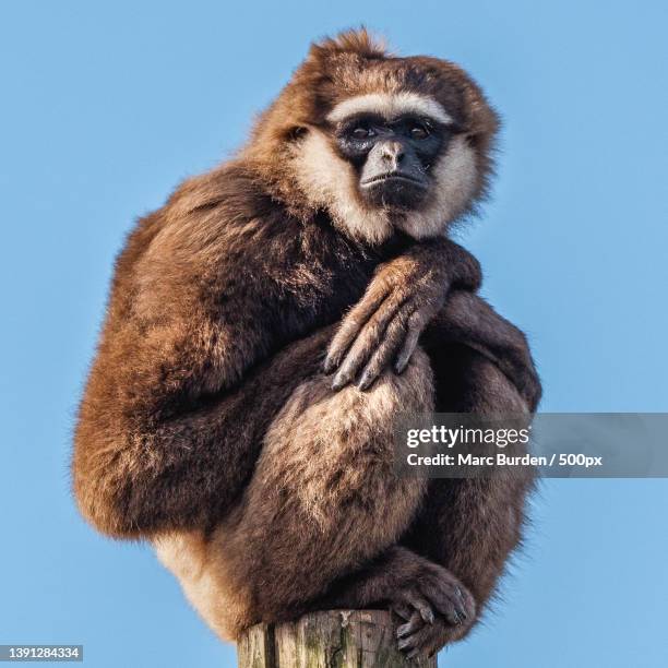 white cheeked gibbon,low angle view of golden monkey sitting on rock against clear blue sky,east midland zoological society,united kingdom,uk - valeriana officinalis stock pictures, royalty-free photos & images