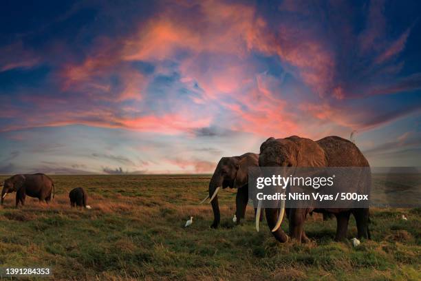scenic view of wild elephants with calf grazing in grasslands during beautiful sunset,amboseli national park,kenya - african elephants sunset stock pictures, royalty-free photos & images