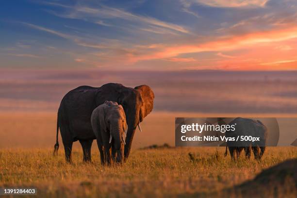 scenic view of wild elephants with calf grazing in grasslands during beautiful sunset,amboseli national park,kenya - african elephant calf stock pictures, royalty-free photos & images