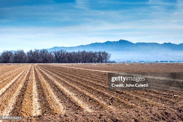 new mexico, mesilla valley,  rio grande valley, tilled farm soil - pecan tree bildbanksfoton och bilder