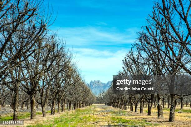 new mexico, mesilla valley,  rio grande valley, pecan trees - pecan tree bildbanksfoton och bilder