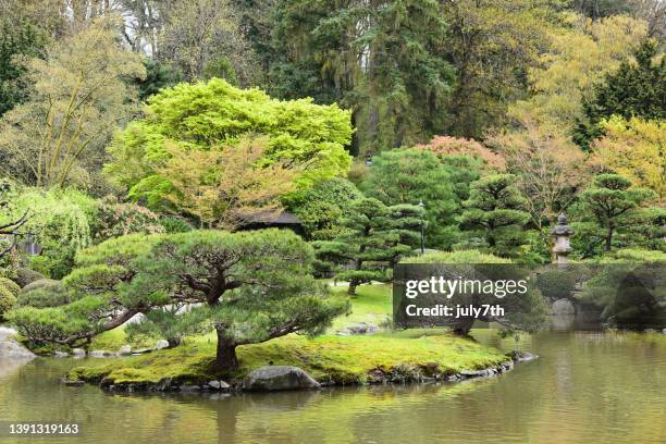 springtime at the japanese garden - seattle landscape stock pictures, royalty-free photos & images