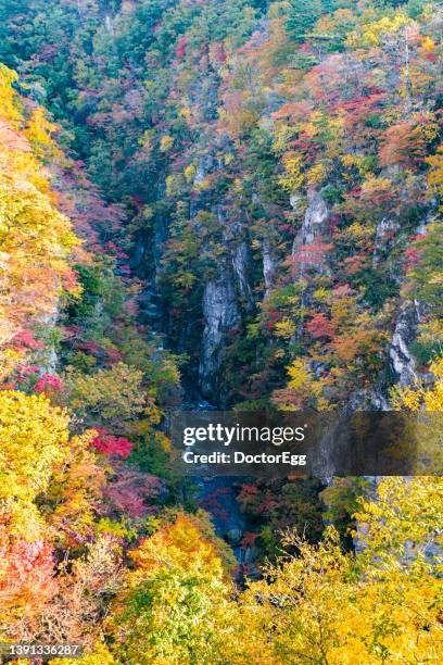 scenic landscape of naruko gorge in colorful autumn season, - prefectura de iwate fotografías e imágenes de stock