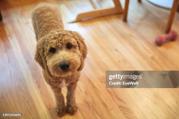 a well groomed goldendoodle puppy looking up into camera innocently. - labradoodle stock-fotos und bilder
