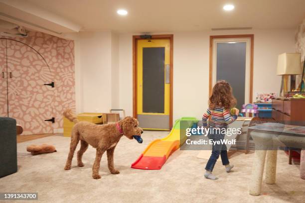 toddler in playroom throwing ball for her goldendoodle puppy - ludoteca foto e immagini stock