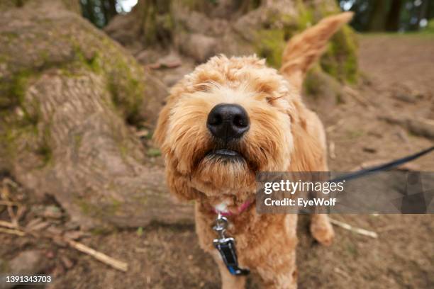 close up shot of a goldendoodle's snout  on a leash outside - snout fotografías e imágenes de stock