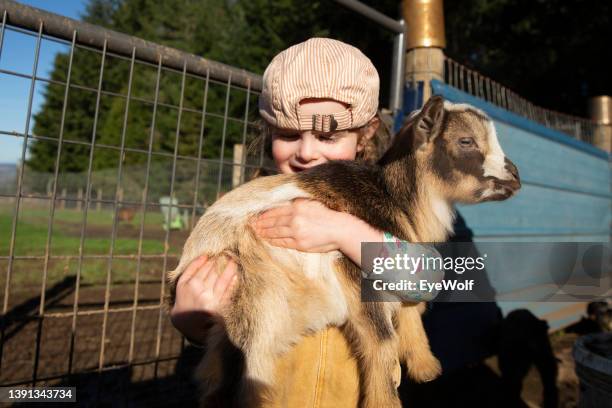 toddler holding baby goat on farm. - geitje stockfoto's en -beelden
