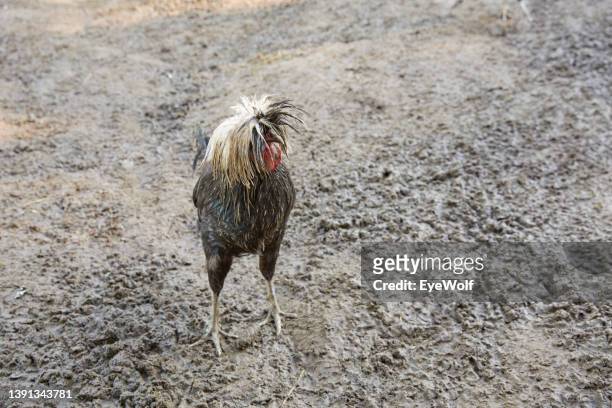 single lonely rooster on farm with funny hair style - funny rooster ストックフォトと画像