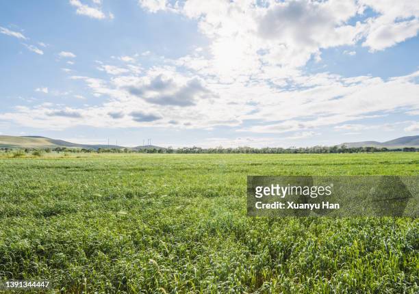 green grass under a blue sky - 草地 ストックフォトと画像