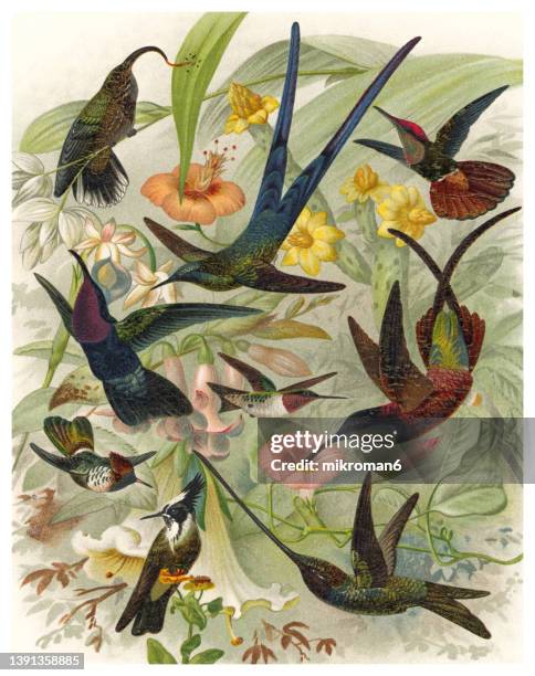 old chromolithograph illustration of hummingbirds - vintage tropical bird stock pictures, royalty-free photos & images