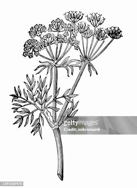 old chromolithograph illustration of caraway, meridian fennel or persian cumin (carum carvi) - cumin stock pictures, royalty-free photos & images