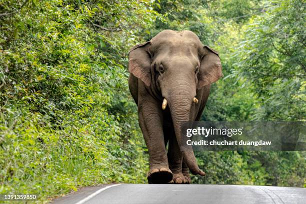 big elephant - elephant head imagens e fotografias de stock