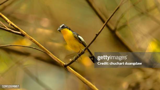 yellow-rumped flycatcher (ficedula zanthopygia ) a beautiful - flycatcher stock pictures, royalty-free photos & images