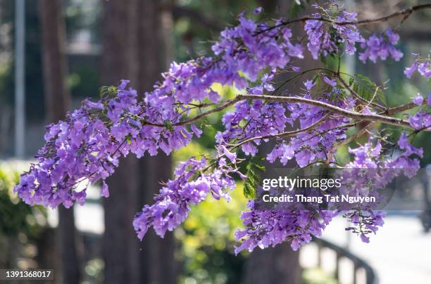 beautiful branch of  blossoming jacaranda in sunlight - jacaranda stock pictures, royalty-free photos & images