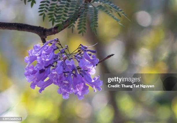 beautiful branch of  blossoming jacaranda in sunlight - jacaranda stock pictures, royalty-free photos & images