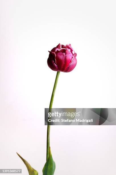 tulipano rosso sfondo bianco - sfondo rosso stockfoto's en -beelden