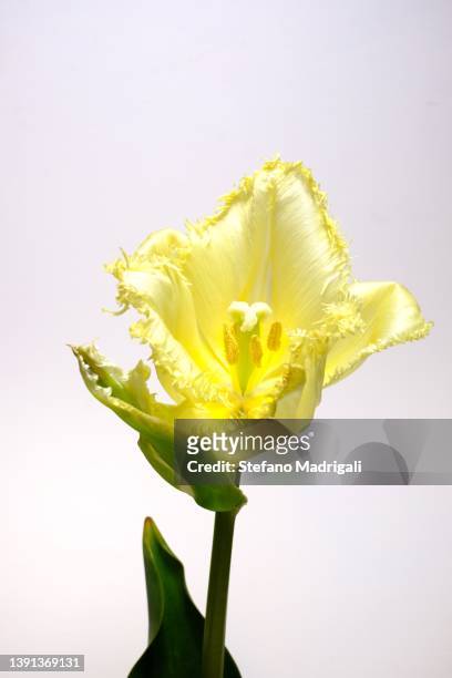 yellow tulip white background partial section - tulipa fringed beauty stock pictures, royalty-free photos & images
