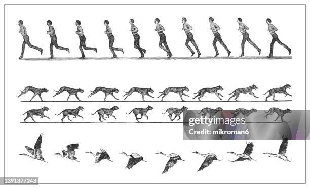 old engraved illustration of human, dog and bird movement sequence - person running with dog drawing stock pictures, royalty-free photos & images