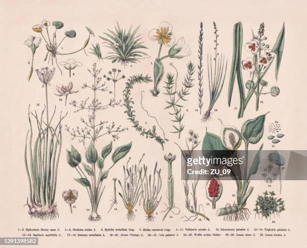 stockillustraties, clipart, cartoons en iconen met water plants, hand-colored wood engraving, published in 1887 - kroos