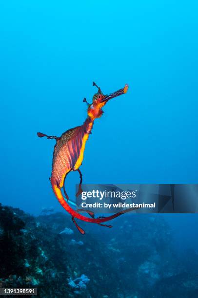 weedy sea dragon, jervis bay marine reserve, australia. - coral cnidario fotografías e imágenes de stock