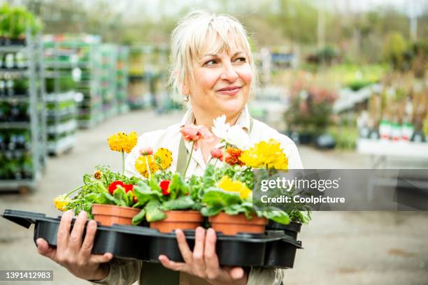 gardener in garden center - adult woman garden flower stock pictures, royalty-free photos & images