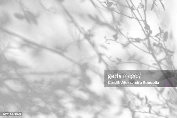 shadows of thin tree branches with buds on a white wall - black and white background stockfoto's en -beelden