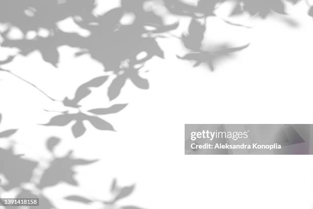 shadows of tree branches with leaves on a white wall - 木漏れ日 ストックフォトと画像