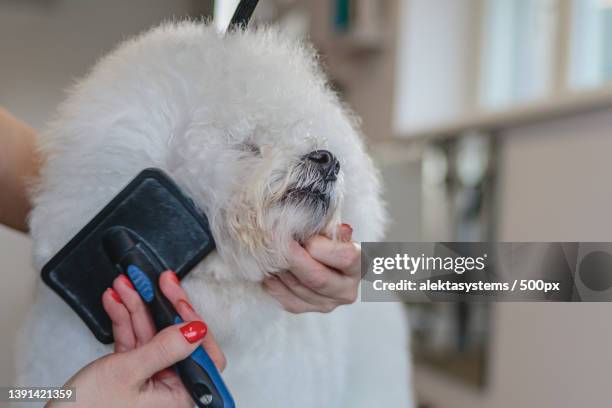 dog getting haircut at grooming salon and pet spa - combing stock pictures, royalty-free photos & images