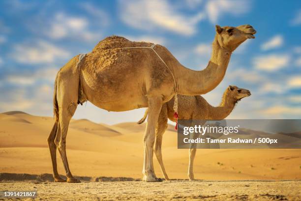 side view of dromedary camels standing on sand at desert against sky - dromedar stock-fotos und bilder