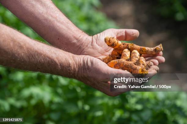 cropped hands of man holding peanuts,tzippori,israel - tzippori stock pictures, royalty-free photos & images