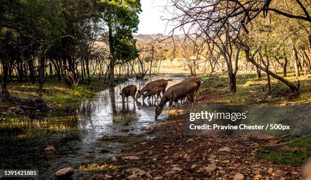 sambar deer in the forest,high angle view of buffalo grazing on field,ranthambore national park,rajasthan,india - ranthambore national park stock pictures, royalty-free photos & images