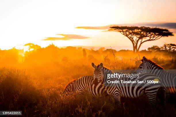 scenic wild life view of herd of zebras standing on field against sky during sunset,amboseli national park,kenya - zebra herd stock-fotos und bilder