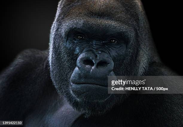 silverback gorilla,close-up portrait of western lowland mountain gorilla against black background - gorilla stock pictures, royalty-free photos & images
