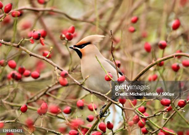waxwing bird,close-up of waxwing perching on tree,hoek van holland,netherlands - seidenschwanz vogelart stock-fotos und bilder