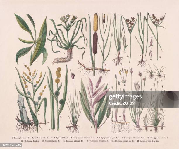 illustrazioni stock, clip art, cartoni animati e icone di tendenza di piante acquatiche, incisione su legno colorata a mano, pubblicata nel 1887 - sala grande