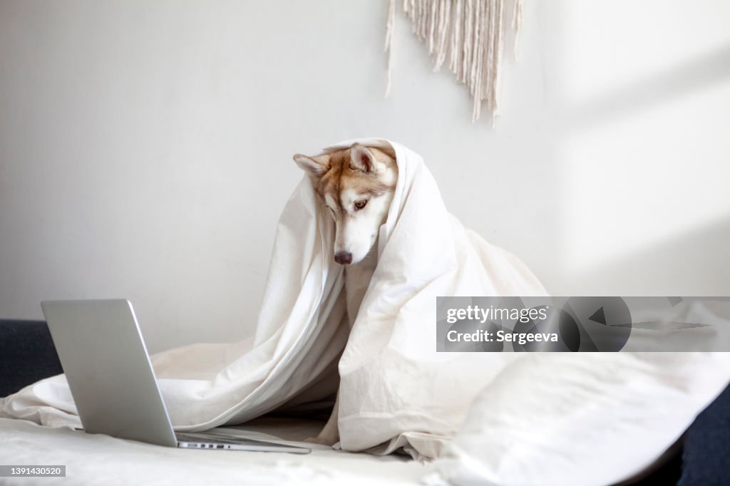 Perro usa portátil