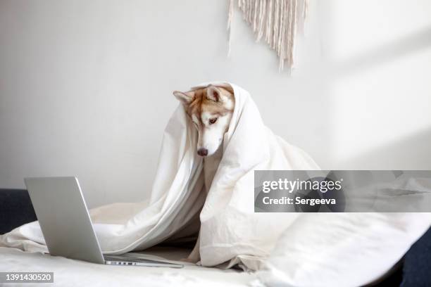 dog uses laptop - husky dog stock pictures, royalty-free photos & images