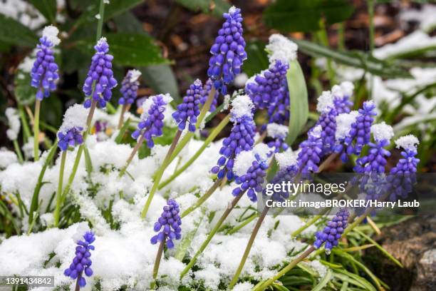 grape hyacinths (muscari) in the snow, baden-wuerttemberg, germany - muscari armeniacum stock-fotos und bilder