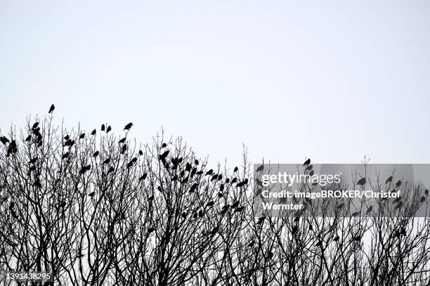 carrion crow (corvus corone) and western jackdaw (corvus monedula), birds gather at dusk, in front of departure to roost, bottrop, ruhr area, north rhine-westphalia, germany - jackdaw stock pictures, royalty-free photos & images