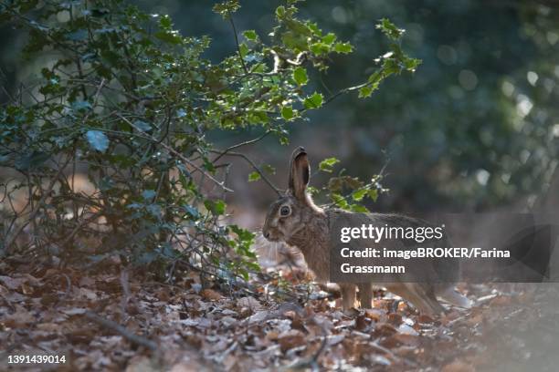 european hare (lepus europaeus), at the edge of a mixed deciduous forest and observing the surroundings, velbert, germany - lepus europaeus stock pictures, royalty-free photos & images