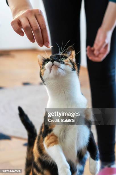 domestic cat - cat lady stock pictures, royalty-free photos & images