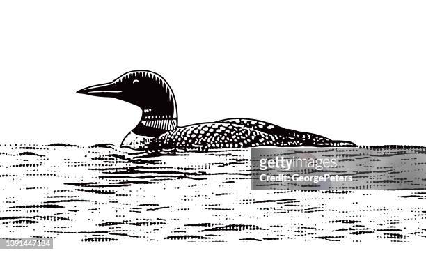 stockillustraties, clipart, cartoons en iconen met common loon floating on water - duiker freshwater bird