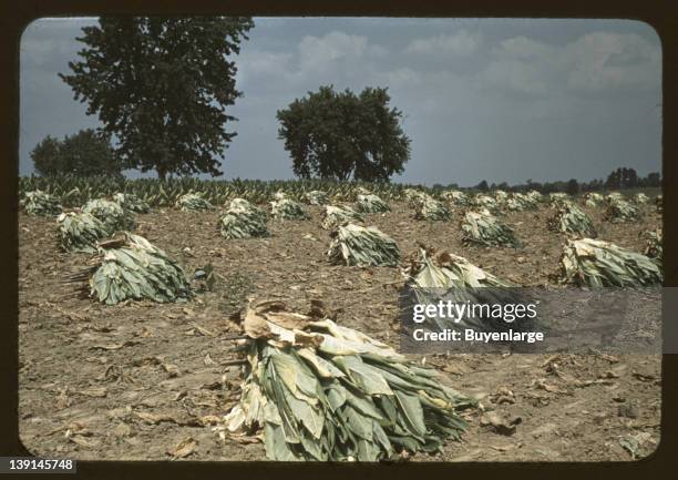 Burley tobacco is placed on sticks to wilt after cutting, before it is taken into the barn for drying and curing, on the Russell Spears' farm,...