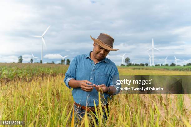 Asian Picking Rice 1,598 Asian Rice Field Stock Photos, High-Res Pictures, and Images ...