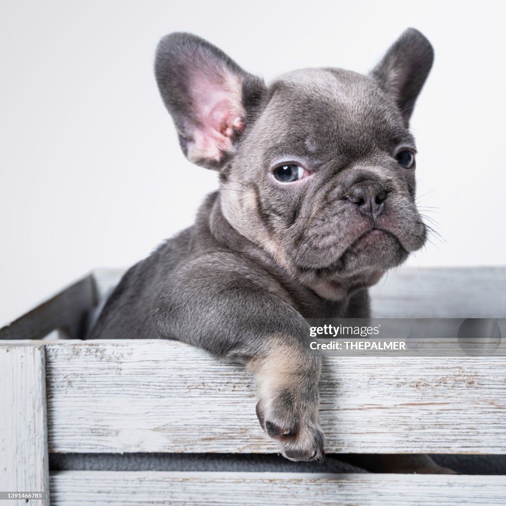 French Bulldog Lilac and Tan 8 weeks puppy