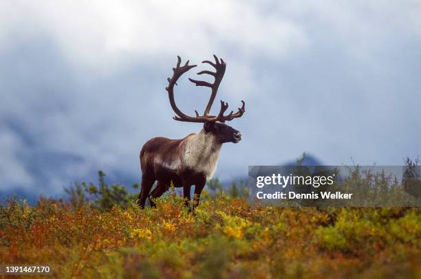 proud caribou - alaska stockfoto's en -beelden