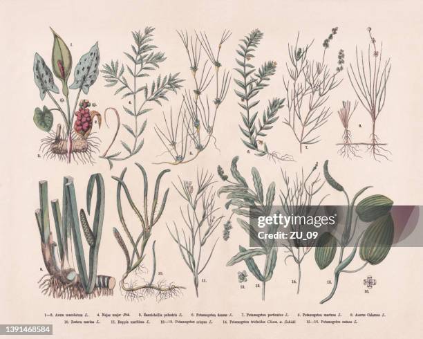 water plants, hand-colored wood engraving, published in 1887 - aquatic plant stock illustrations